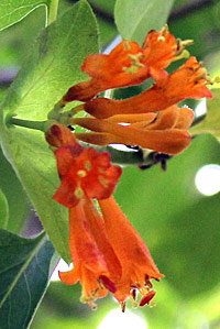 Honeysuckle - Live in the present