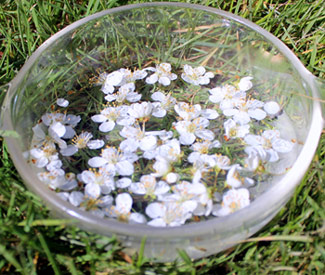 bach healing flowers