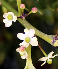 holly - Assertiveness Goodwill