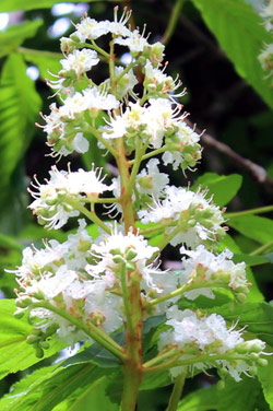 White Chestnut Flower